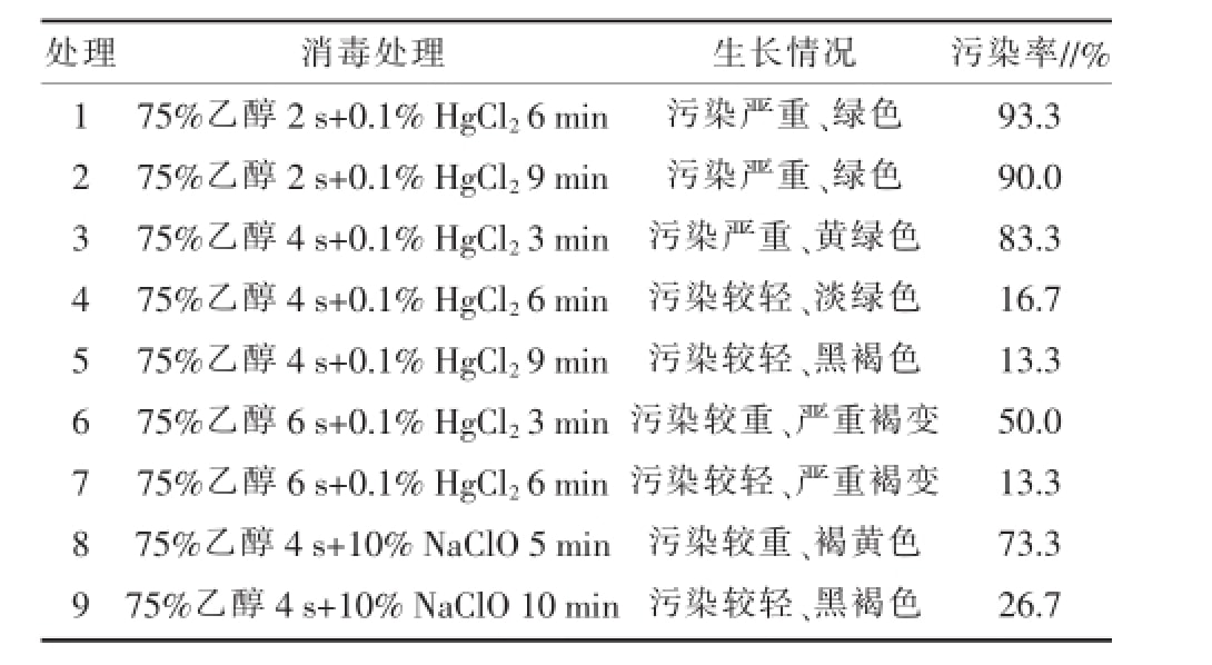 空气凤梨精东传媒app下载免费快繁技术优化