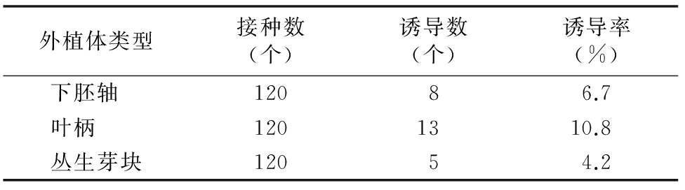 甜菜雄性不育系高效精东传媒app下载免费再生体系的建立